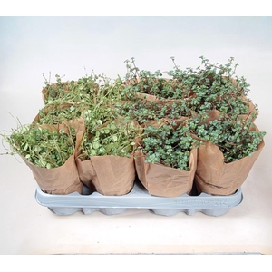 PROSTRATA OG GRAYZY BO9 MIX