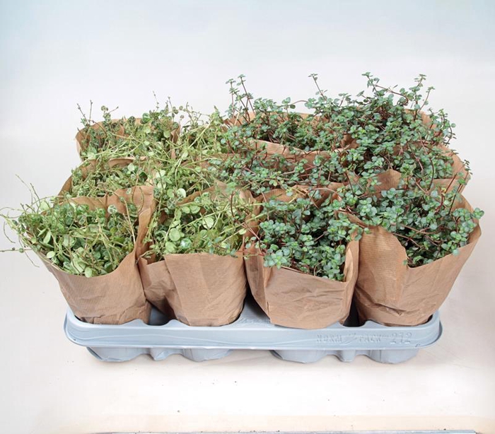 <h4>PROSTRATA OG GRAYZY BO9 MIX</h4>