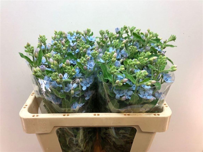 <h4>OXY CO TAN PURE BLU</h4>