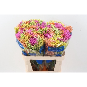 Gy Xlence Rainb Bright 40gr