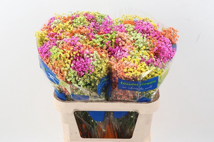 <h4>Gy Xlence Rainb Bright 40gr</h4>