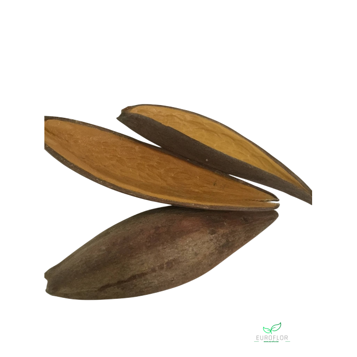 <h4>CANOINHA 10pcs</h4>