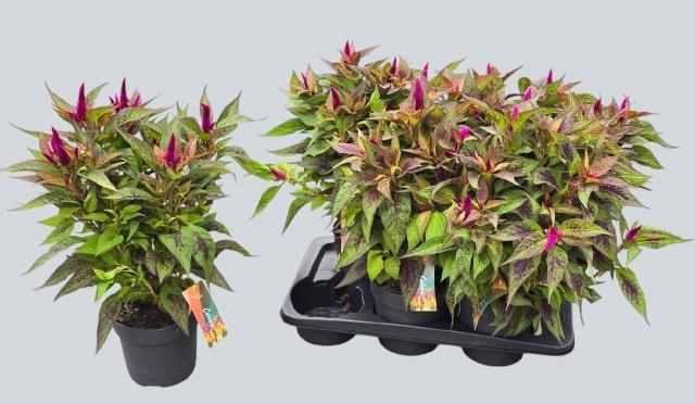 <h4>Cel Pl Kelos At D P</h4>