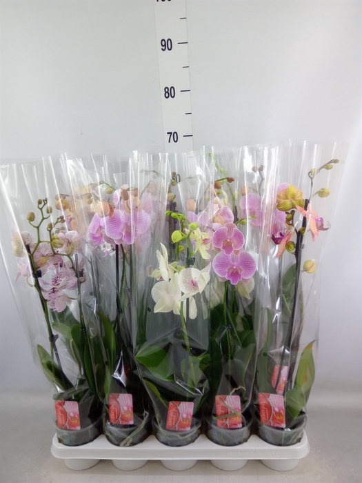 <h4>Phalaenopsis   ...mix</h4>