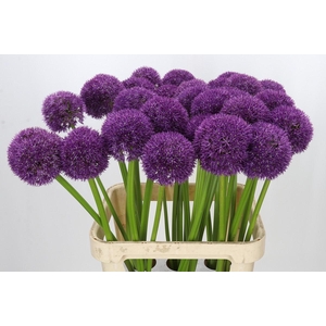 Allium Pinball Wizard