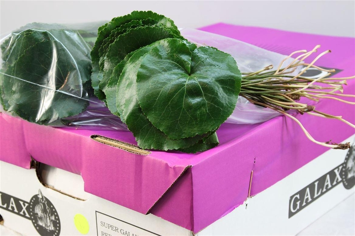 <h4>Galax Extra</h4>