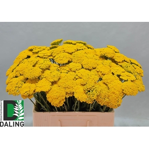 ACHIL F PARK VARIETY