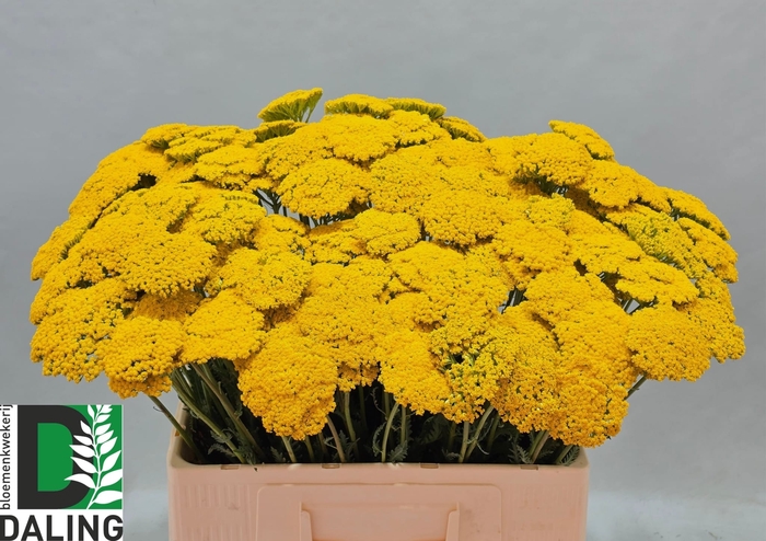 <h4>ACHIL F PARK VARIETY</h4>