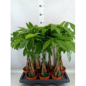 Pachira aquatica