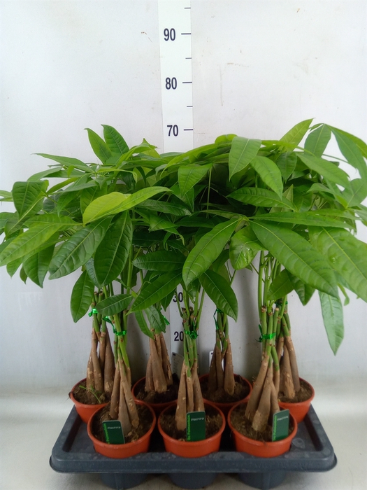 <h4>Pachira aquatica</h4>