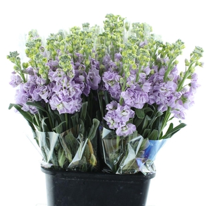 Matth Incana Iron Marine