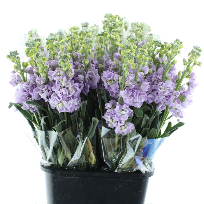 <h4>Matth Incana Iron Marine</h4>