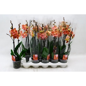 PHAL OV ORANJE