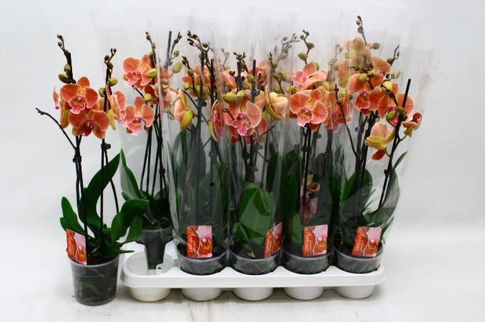 <h4>PHAL OV ORANJE</h4>