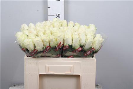 <h4>R Gr Albatros</h4>