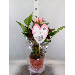 Anthurium  'Pr. Amalia Hot Lips''
