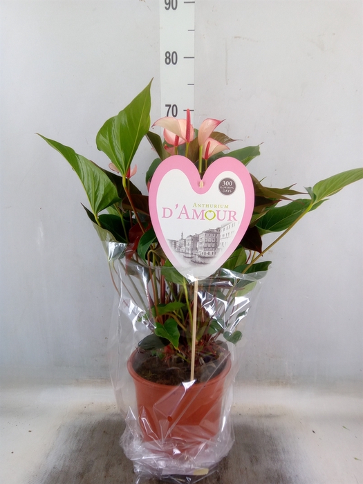 <h4>Anthurium  'Pr. Amalia Hot Lips''</h4>