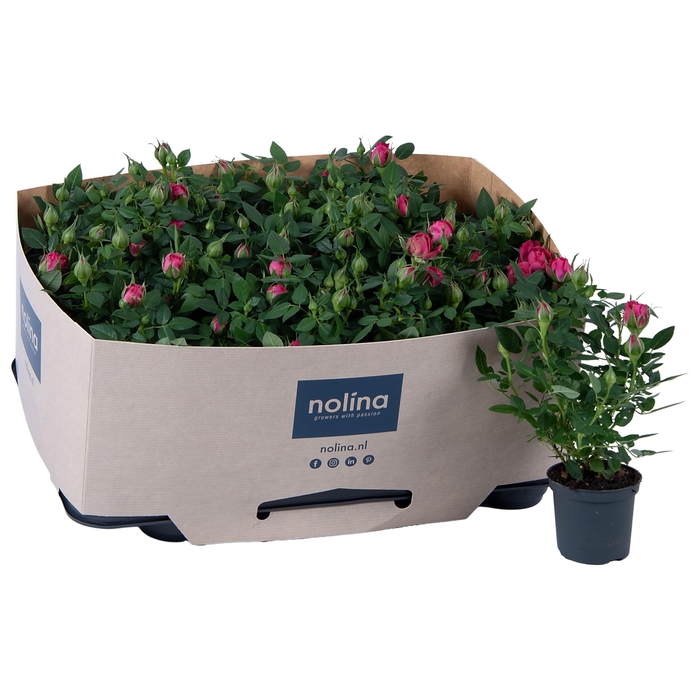 <h4>Nolina Roses Ø 7 cm Pink with tray collar</h4>