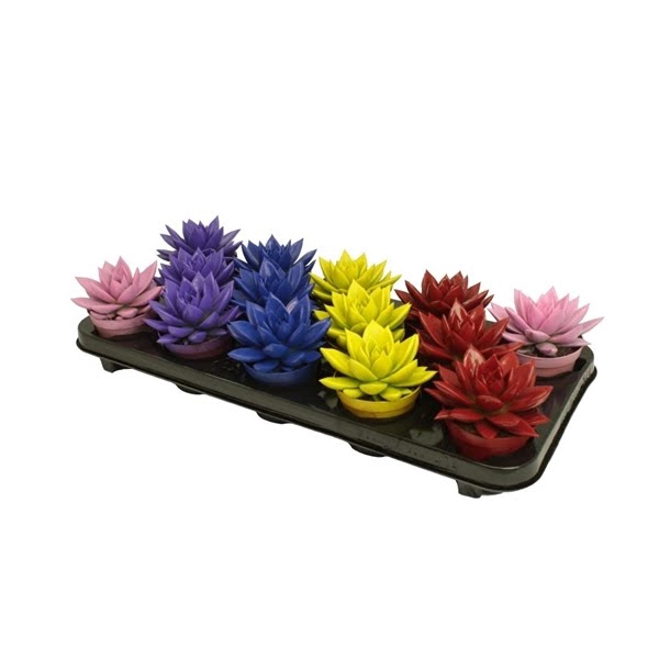 <h4>Echeveria coloured winter mix</h4>