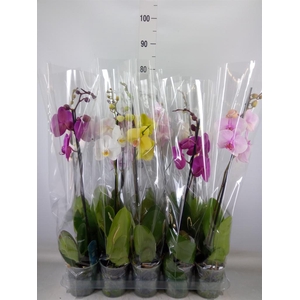 Phalaenopsis   ...mix  5