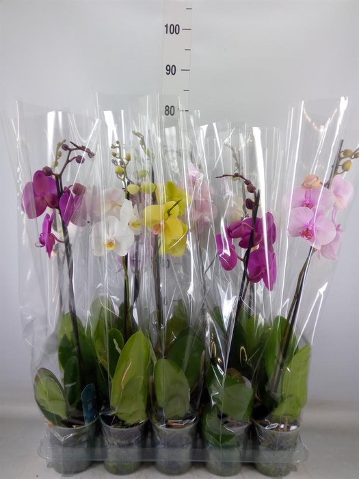 <h4>Phalaenopsis   ...mix  5</h4>
