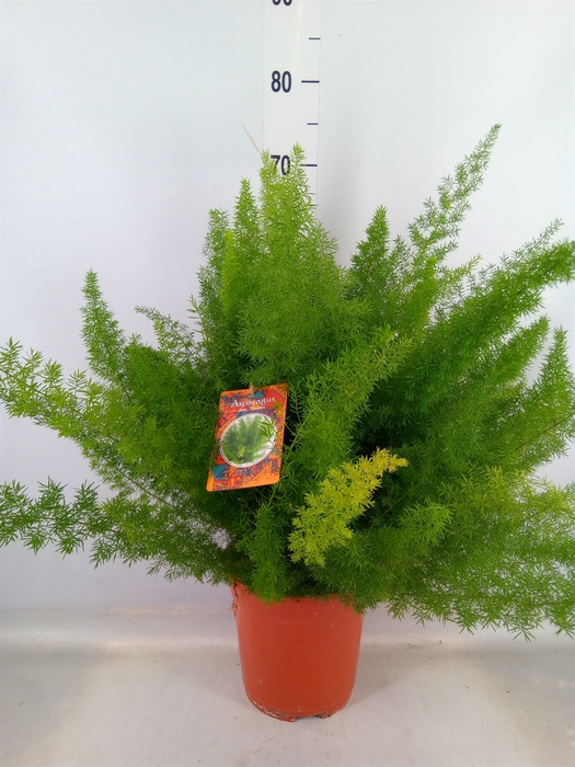 <h4>Asparagus dens. 'Meyers'</h4>