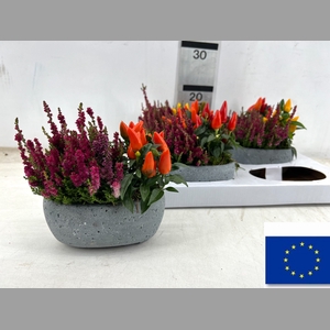 ARR TUINPLANTEN