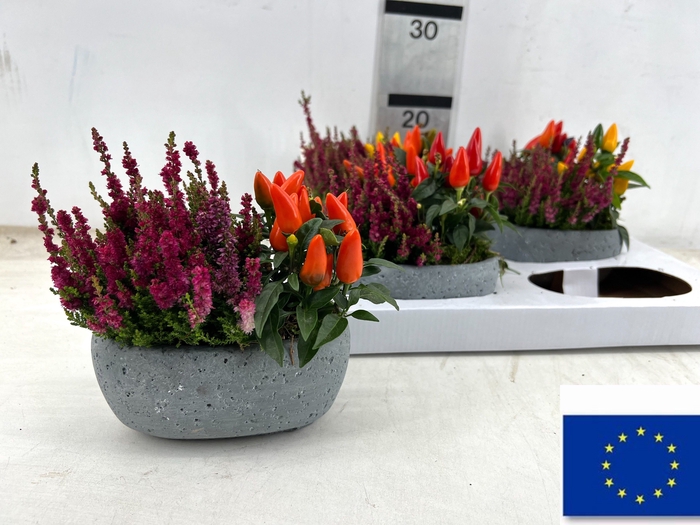 <h4>ARR TUINPLANTEN</h4>