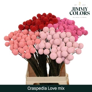 Craspedia L60 Love Mix