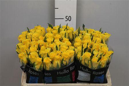 <h4>R Gr Moonwalk</h4>