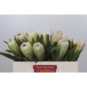 Protea White Night