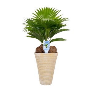 Livistona rotundifolia11 s Asp Lucht Zuiverend creme