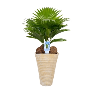 Livistona rotundifolia11 s Asp Lucht Zuiverend creme