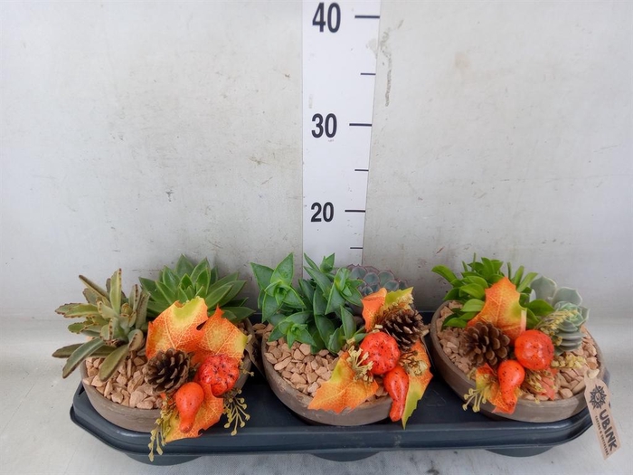 <h4>Arr.  Succulents L%</h4>