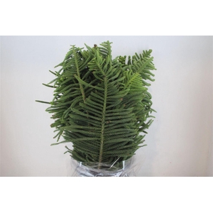 Araucaria Araucana P Bunch