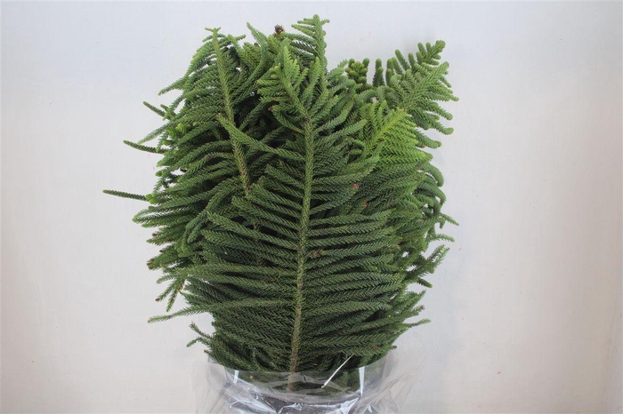 <h4>Araucaria Araucana P Bunch</h4>