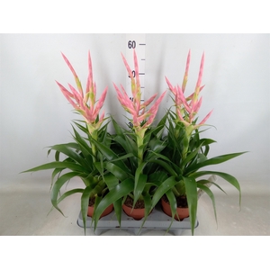 Tillandsia  'Dolce'