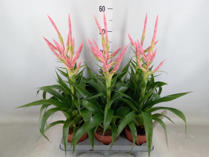 <h4>Tillandsia  'Dolce'</h4>