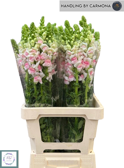 <h4>ANTIR OP APPLEBLOS</h4>