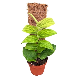Overig planten Rhaphidophora Korthalsii Aurea