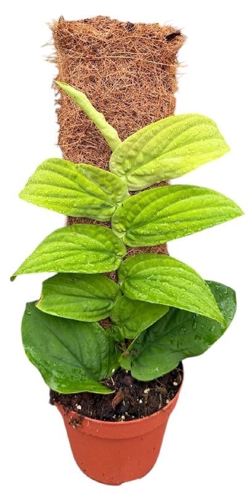 <h4>Overig planten Rhaphidophora Korthalsii Aurea</h4>