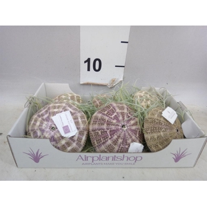 Arr.  Tillandsia L%