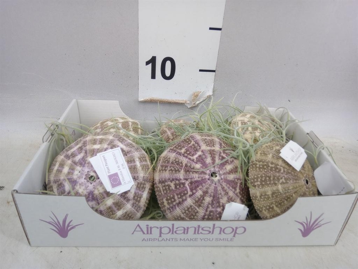 <h4>Arr.  Tillandsia L%</h4>