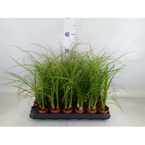 Beaucarnea recurvata