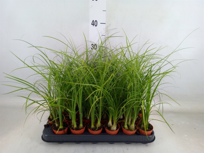 <h4>Beaucarnea recurvata</h4>