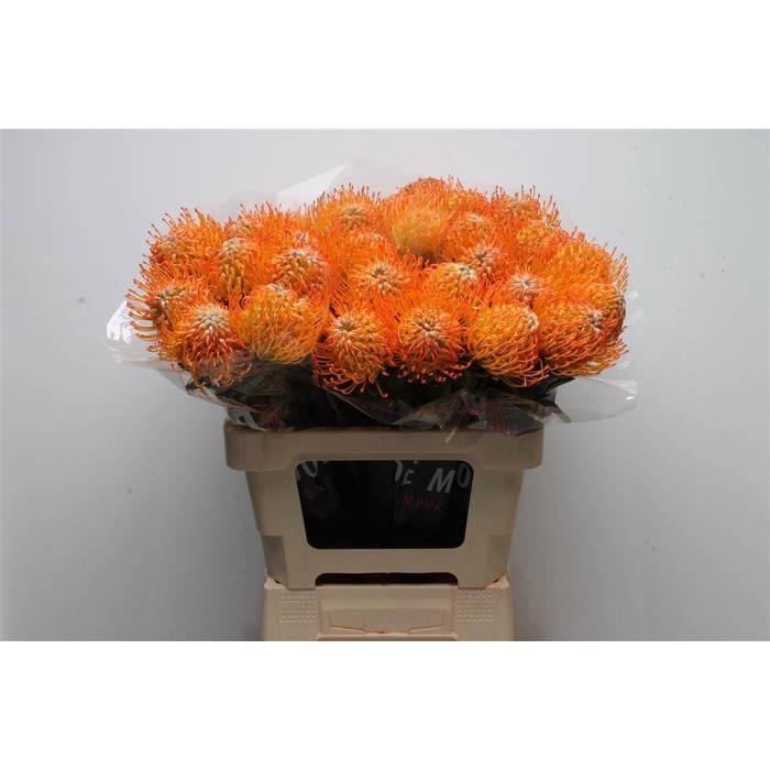 <h4>Leuco Ayoba Sun</h4>