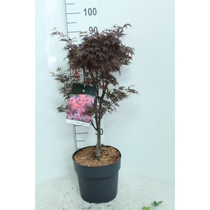 Acer palmatum 'Skeeters Broom'