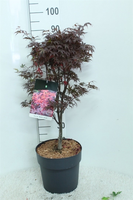 <h4>Acer palmatum 'Skeeters Broom'</h4>