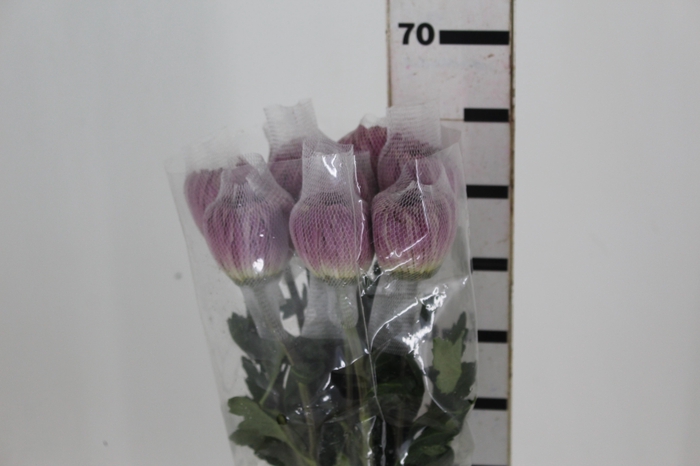 <h4>ANASTASIA COUTURE 060 CM</h4>