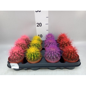 Echinocactus grusonii